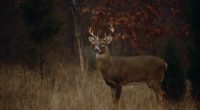 KY Deer 2.jpg