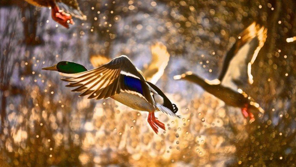 Ballard County Kentucky Great River Road